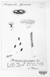 Poronia punctata image